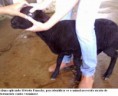 /album/fotos/aula%20pratica%20com%20ovinos%20santa%20in%c3%aas-jpg/